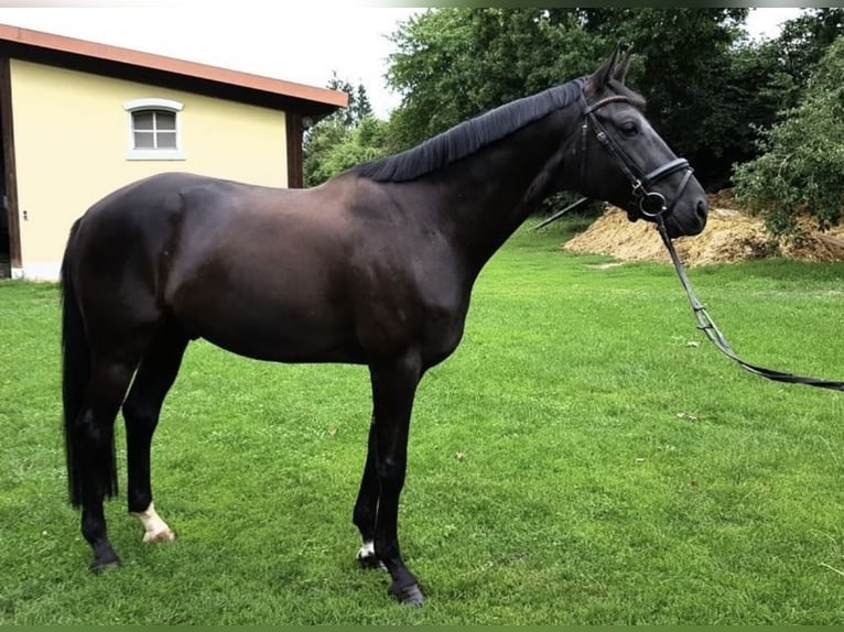 Oldenburg Castrone 13 Anni 173 cm Morello in Duisburg