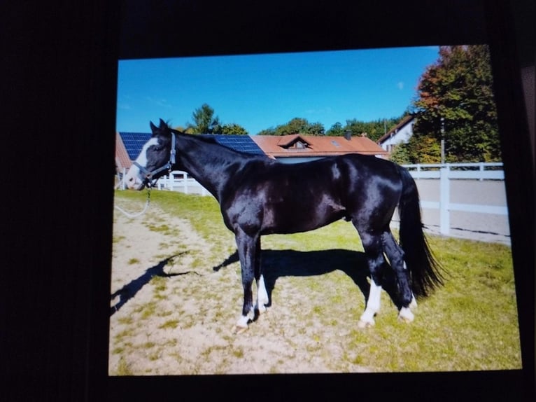 Oldenburg Castrone 13 Anni 174 cm Morello in Steinh&#xF6;ring