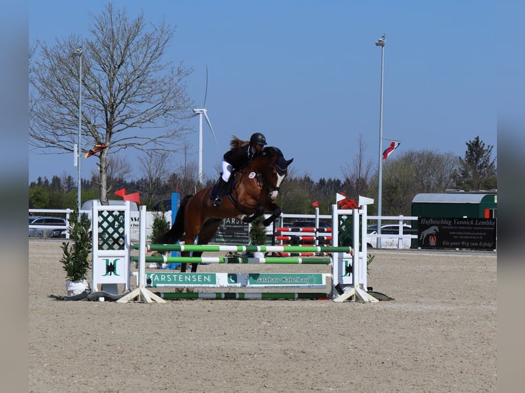 Oldenburg Castrone 13 Anni 175 cm Baio in Ladelund
