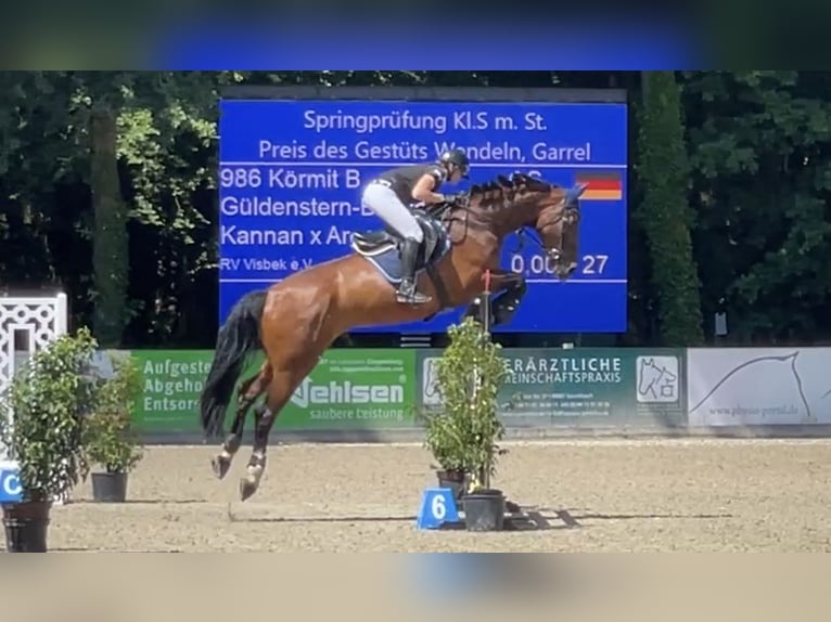 Oldenburg Castrone 13 Anni 176 cm Baio in WardenburgWardenburg