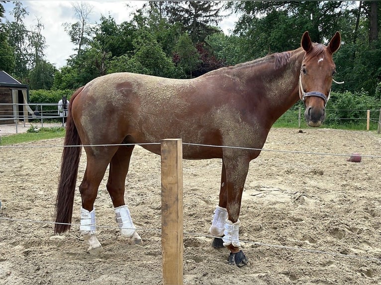 Oldenburg Castrone 13 Anni 180 cm Sauro in Münster
