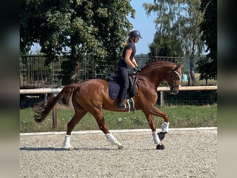 Oldenburg Castrone 13 Anni 180 cm Sauro in Münster