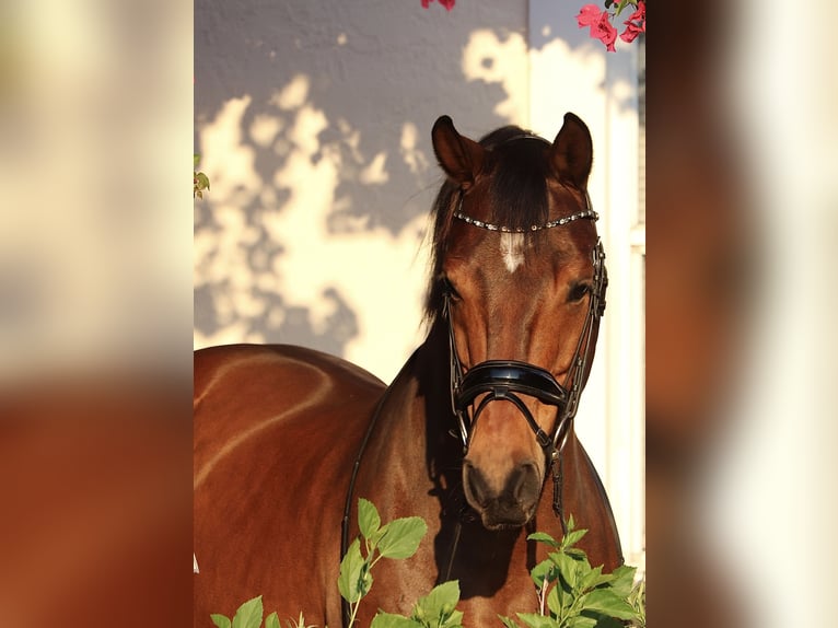 Oldenburg Castrone 14 Anni 163 cm Baio ciliegia in Flemington