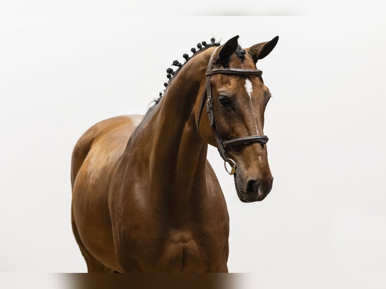 Oldenburg Castrone 14 Anni 164 cm Baio in Waddinxveen