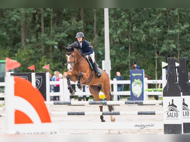 Oldenburg Castrone 14 Anni 165 cm Baio in Radom