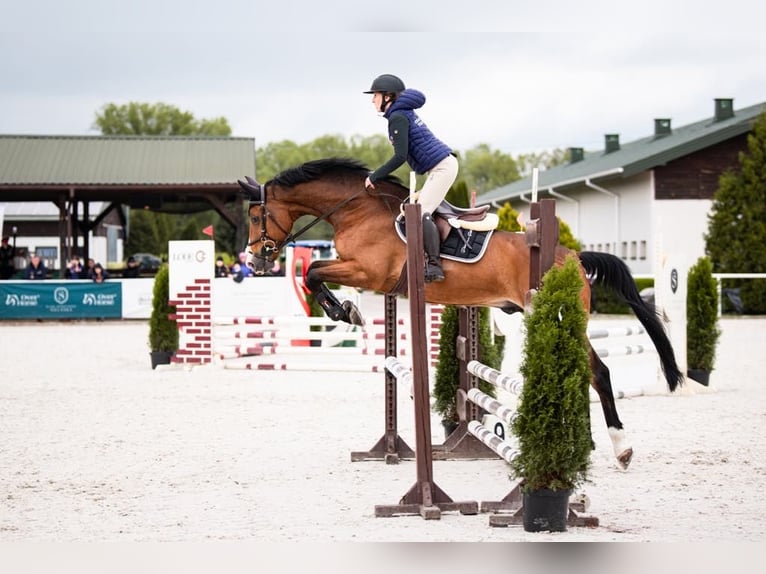 Oldenburg Castrone 14 Anni 165 cm Baio in Radom