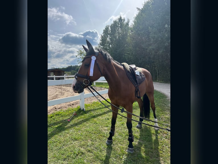 Oldenburg Castrone 14 Anni 165 cm Baio in Radom