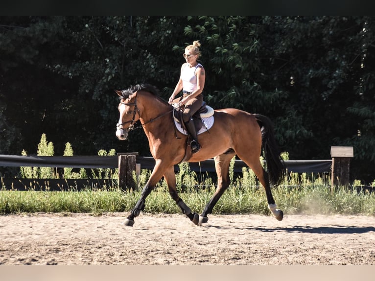 Oldenburg Castrone 14 Anni 165 cm Baio in Radom