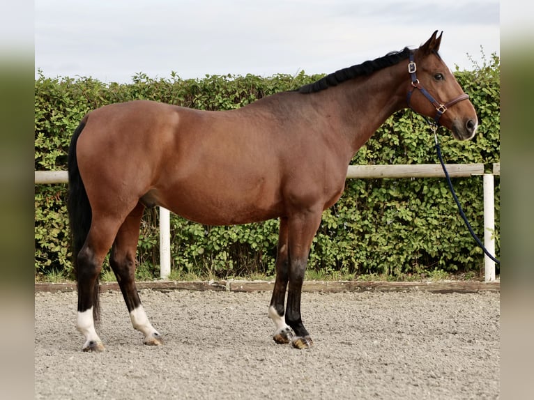 Oldenburg Castrone 14 Anni 166 cm Baio in Neustadt (Wied)