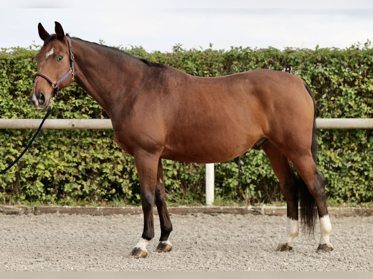 Oldenburg Castrone 14 Anni 166 cm Baio in Neustadt (Wied)