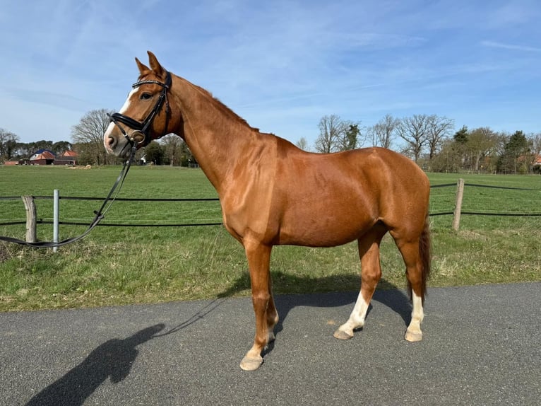 Oldenburg Castrone 14 Anni 169 cm Sauro in Rohrsen