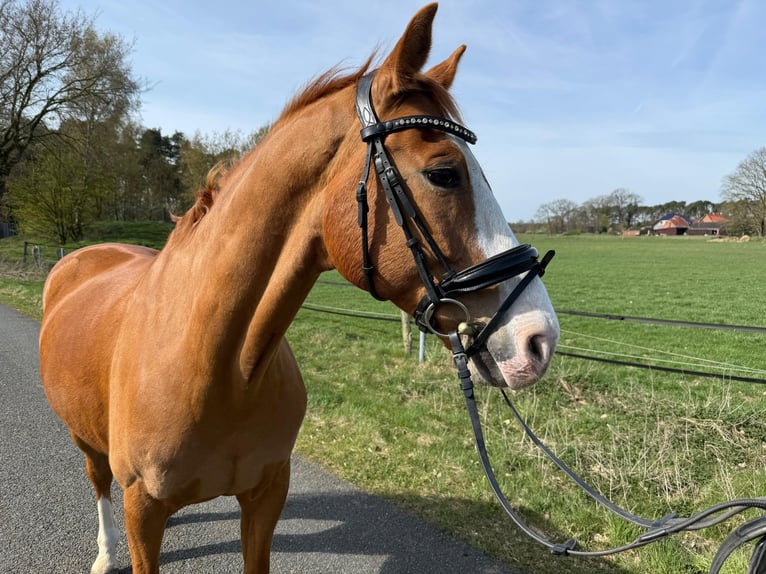 Oldenburg Castrone 14 Anni 169 cm Sauro in Rohrsen