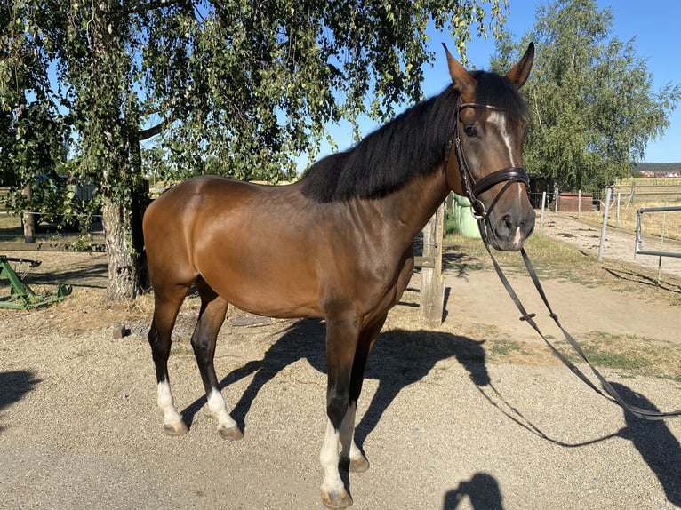 Oldenburg Castrone 14 Anni 170 cm Baio in Eppingen