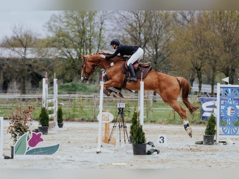 Oldenburg Castrone 14 Anni 170 cm Sauro in Neustadt (Dosse)