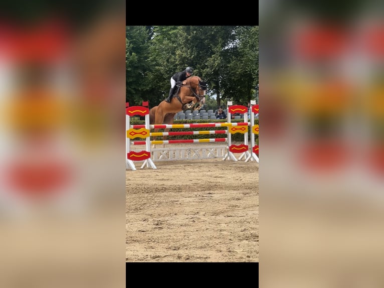 Oldenburg Castrone 14 Anni 170 cm Sauro in Neustadt (Dosse)
