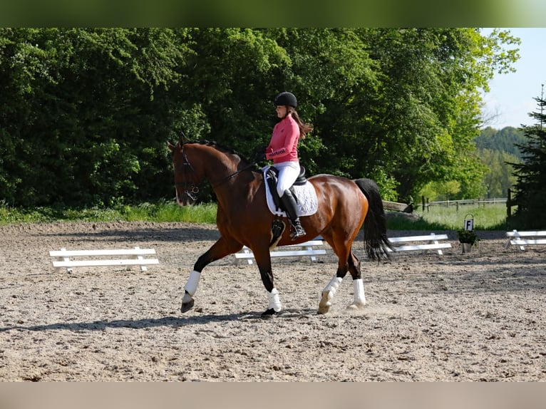 Oldenburg Castrone 14 Anni 172 cm Baio in Gevelsberg