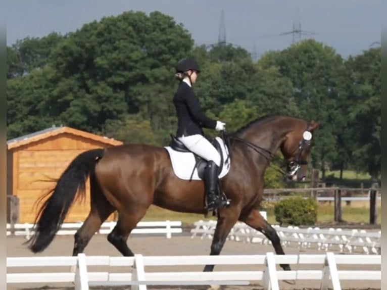 Oldenburg Castrone 14 Anni 172 cm Baio in Gevelsberg