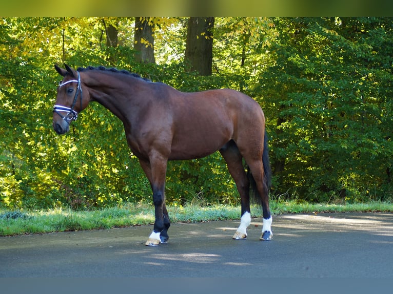 Oldenburg Castrone 14 Anni 172 cm Baio in Gleichen