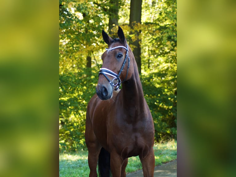 Oldenburg Castrone 14 Anni 172 cm Baio in Gleichen