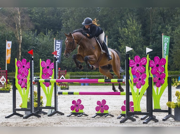 Oldenburg Castrone 14 Anni 172 cm Baio in Bleiswijk