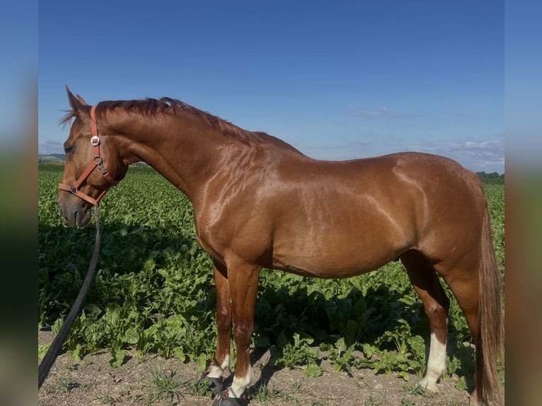 Oldenburg Castrone 14 Anni 172 cm Sauro in Michelhausen