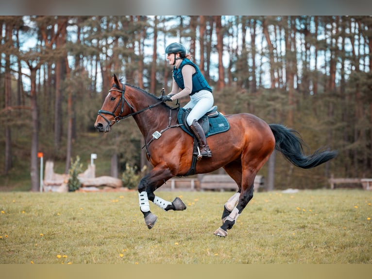 Oldenburg Castrone 14 Anni 173 cm Baio in Jork