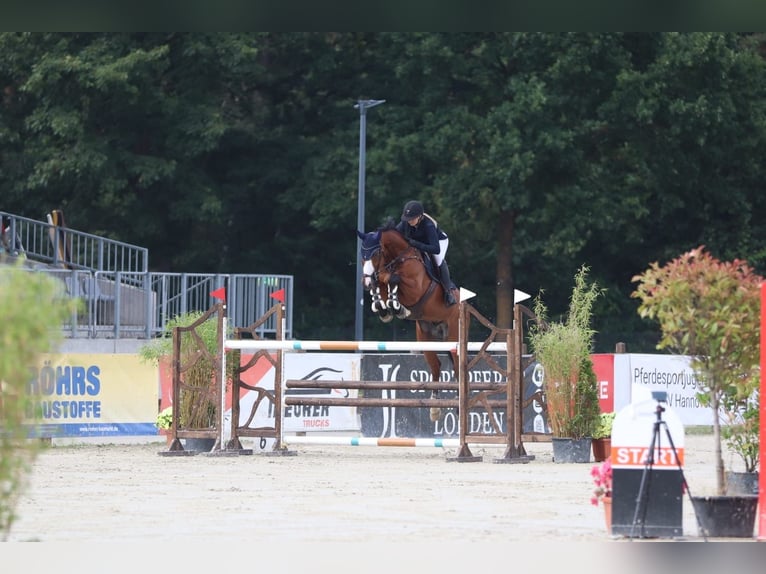 Oldenburg Castrone 14 Anni 173 cm Baio in Isernhagen