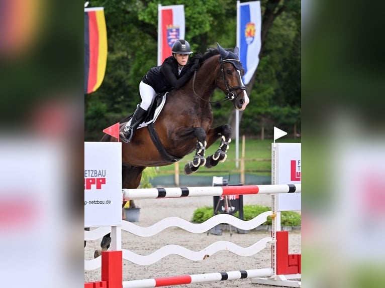 Oldenburg Castrone 14 Anni 175 cm Baio scuro in Friedberg