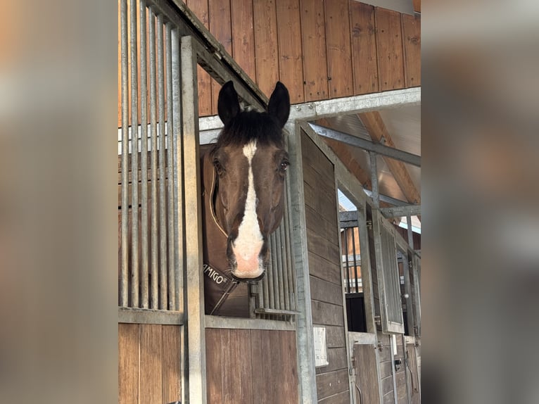 Oldenburg Castrone 14 Anni 175 cm Baio scuro in Friedberg
