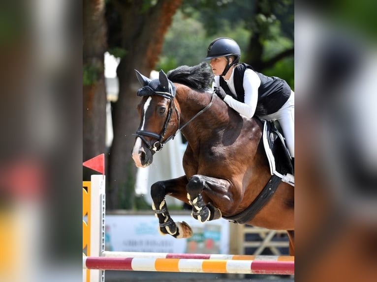 Oldenburg Castrone 14 Anni 175 cm Baio scuro in Friedberg