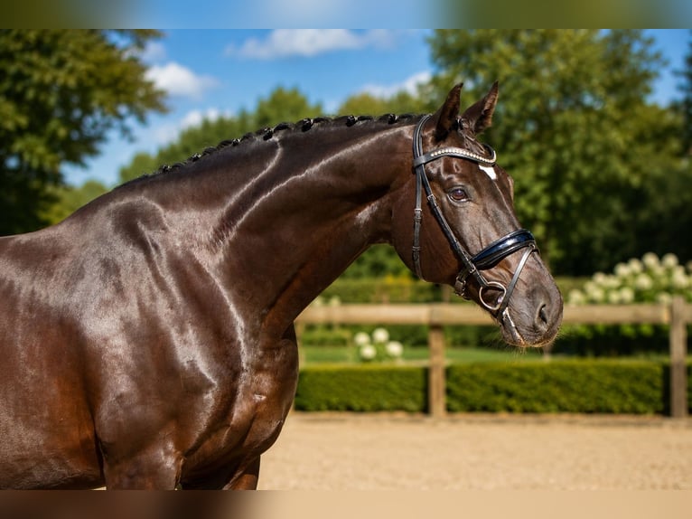 Oldenburg Castrone 14 Anni 175 cm Morello in Rastede