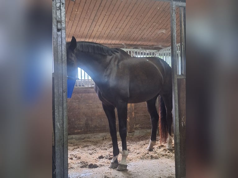 Oldenburg Castrone 14 Anni 178 cm Baio nero in Dortmund