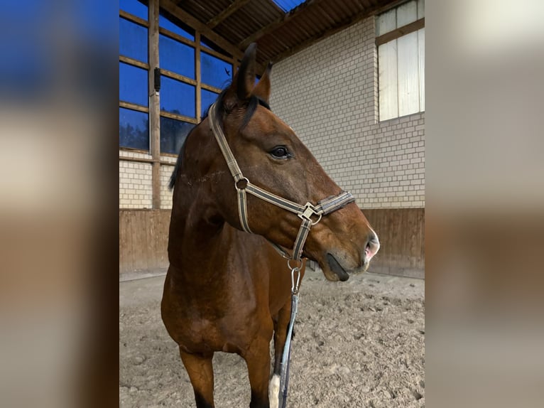 Oldenburg Castrone 14 Anni 179 cm Baio in Schönwalde