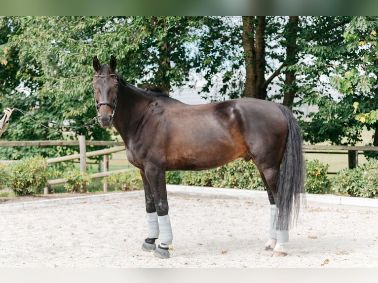 Oldenburg Castrone 14 Anni 183 cm Baio scuro in Bassum