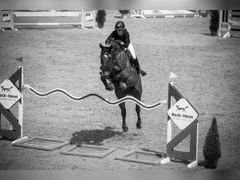 Oldenburg Castrone 14 Anni 189 cm Baio in Steffenberg