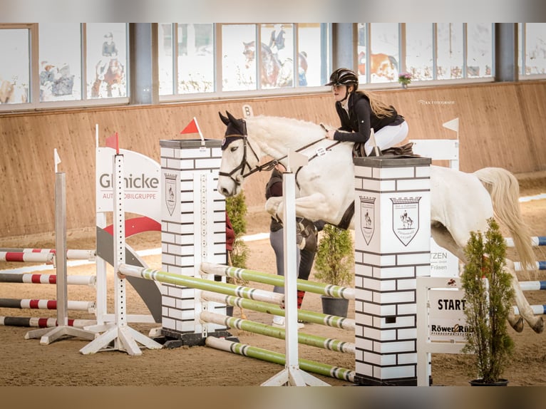 Oldenburg Castrone 15 Anni 164 cm Grigio in Neustadt (Hessen)