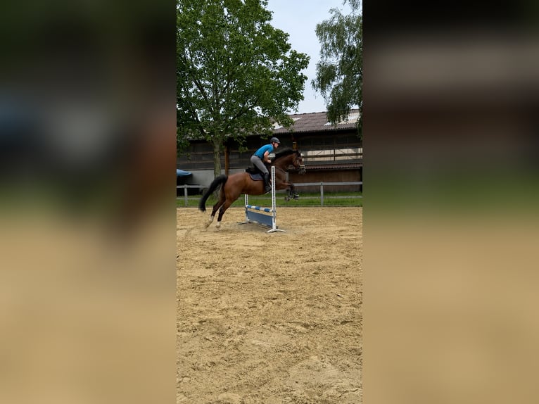 Oldenburg Castrone 15 Anni 172 cm Baio in Schönborn