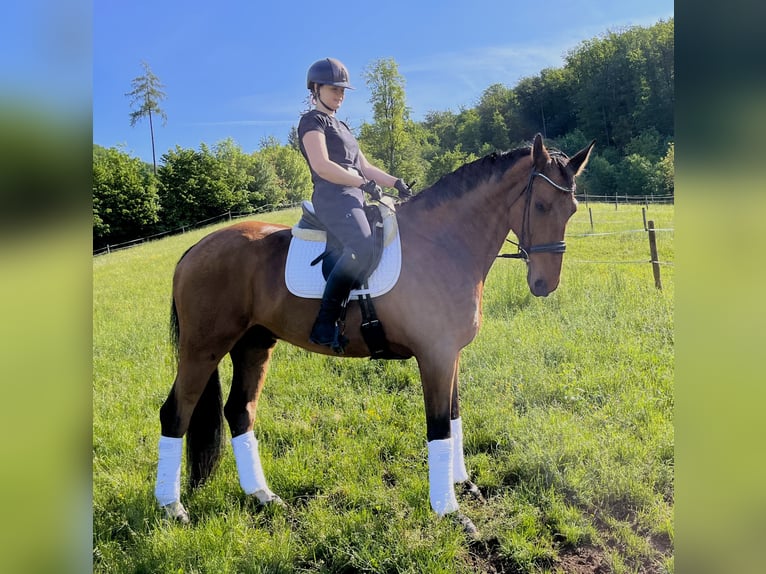 Oldenburg Castrone 15 Anni 174 cm Baio in Hitzendorf