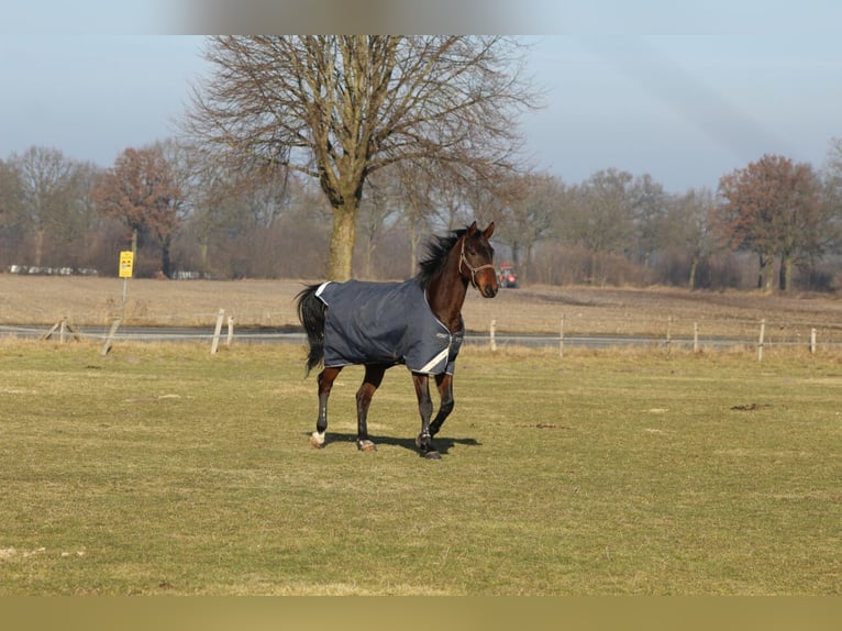 Oldenburg Mix Castrone 15 Anni 178 cm Baio in Alveslohe