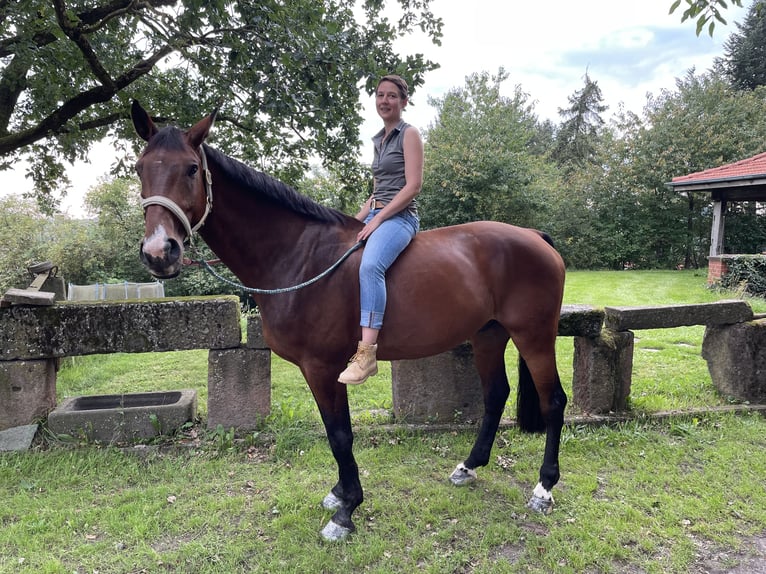 Oldenburg Castrone 15 Anni 180 cm Baio in Gr&#xFC;nberg