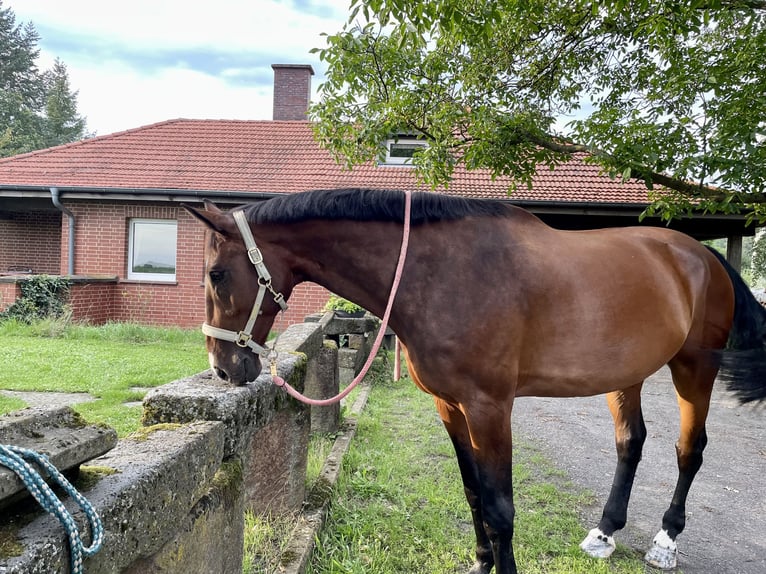 Oldenburg Castrone 15 Anni 180 cm Baio in Gr&#xFC;nberg