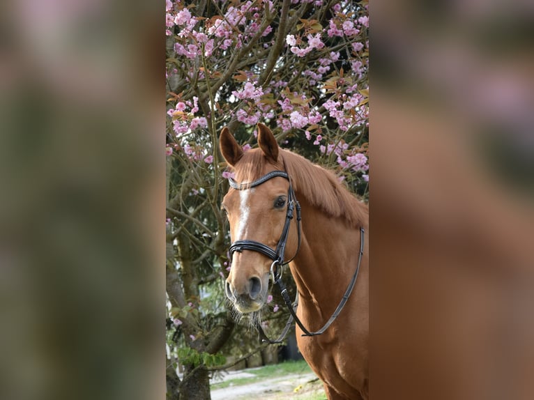 Oldenburg Castrone 16 Anni 164 cm Sauro in Holthusen