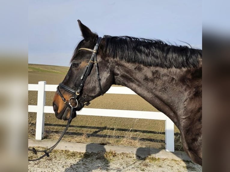 Oldenburg Castrone 16 Anni 165 cm Baio in Allershausen