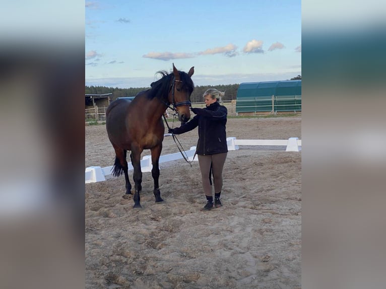 Oldenburg Mix Castrone 16 Anni 165 cm Baio in Schönwalde-Glien