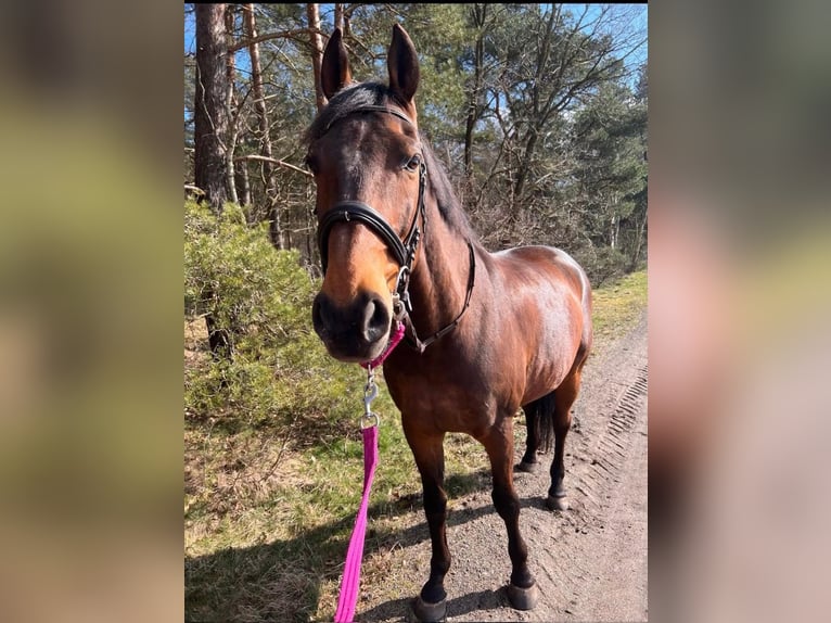 Oldenburg Castrone 16 Anni 166 cm Baio in Schneverdingen