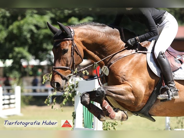 Oldenburg Castrone 16 Anni 169 cm Baio in Apensen