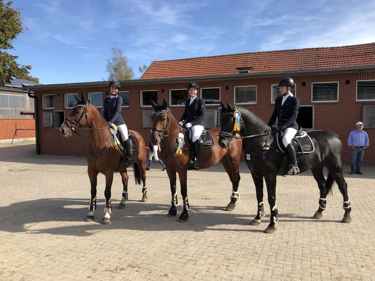 Oldenburg Castrone 16 Anni 172 cm Baio in Winkelsett