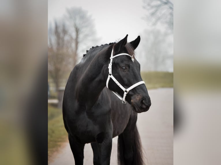 Oldenburg Castrone 16 Anni 172 cm Morello in Leer (Ostfriesland)