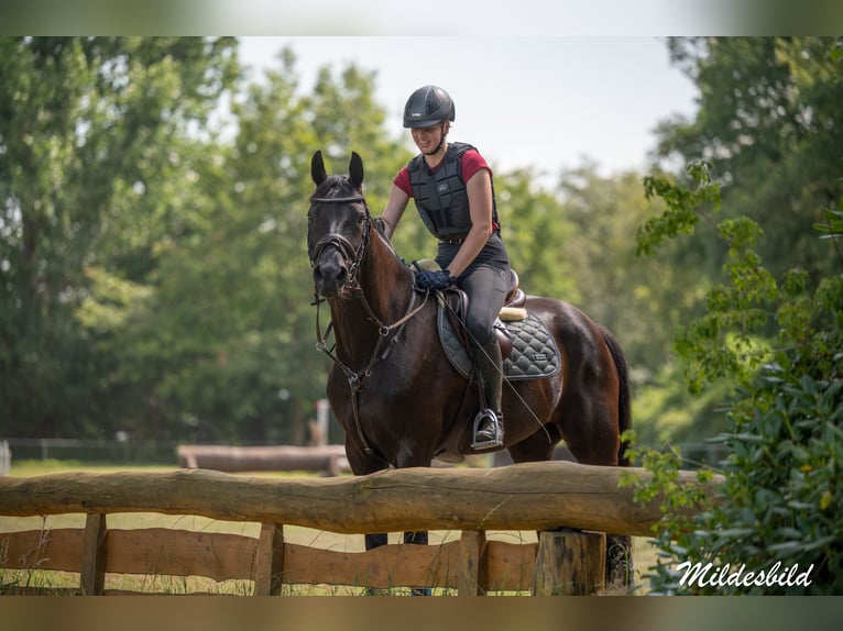 Oldenburg Castrone 16 Anni 172 cm Morello in Filsum
