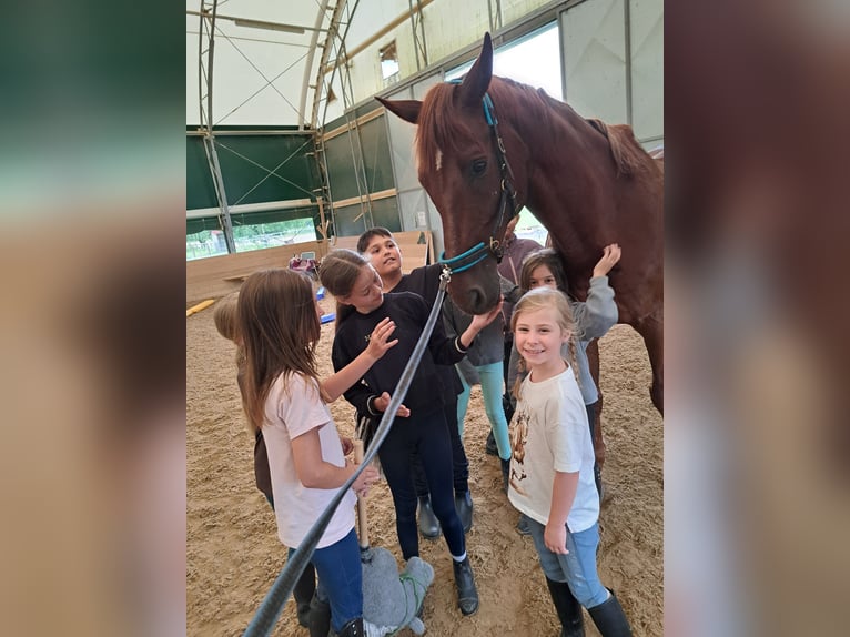 Oldenburg Mix Castrone 16 Anni 174 cm  in Wolkersdorf